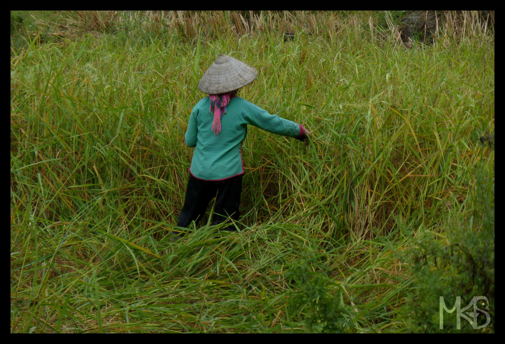 Rice fields nearby Sapa, Vietnam