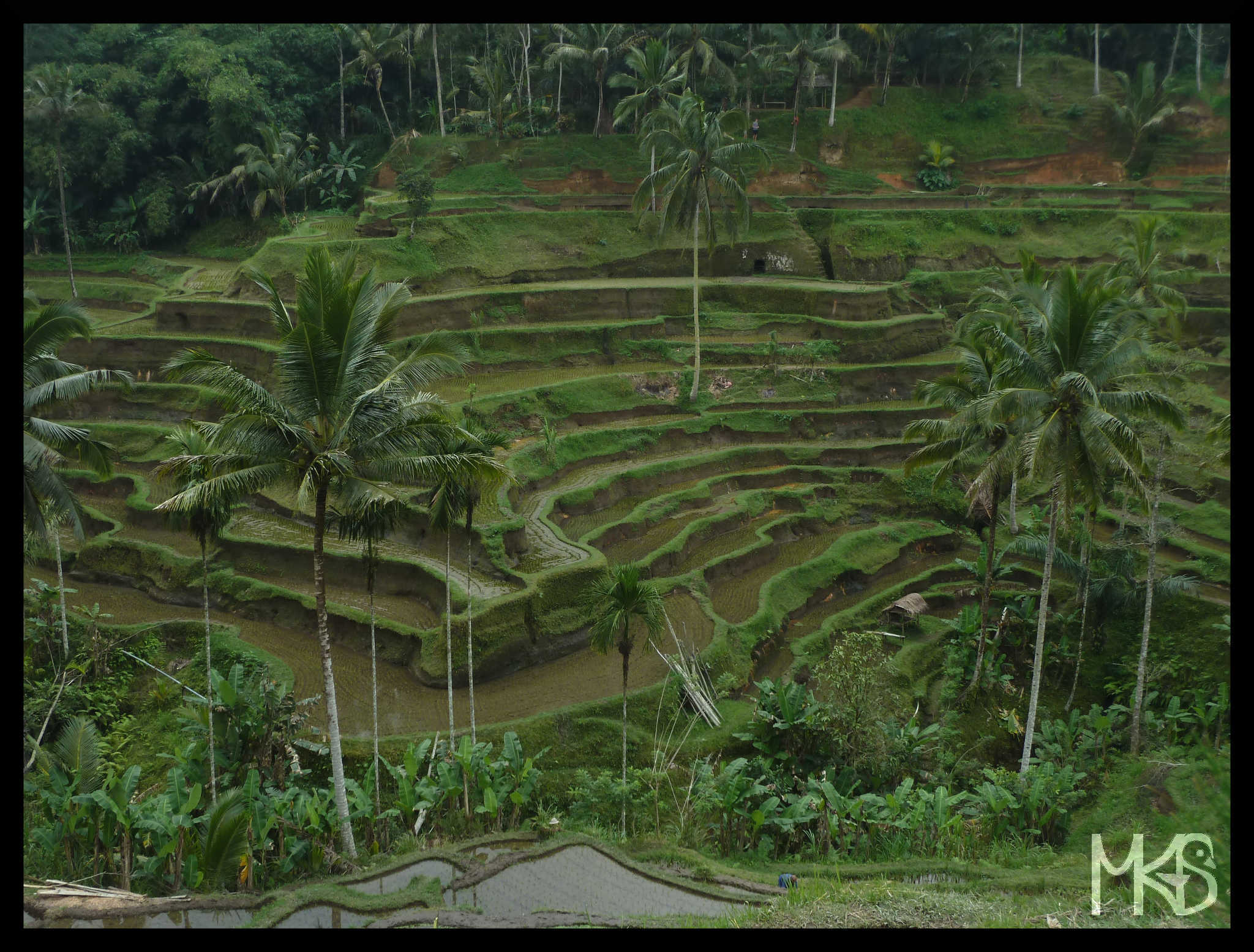 Rice terraces, Bali Island