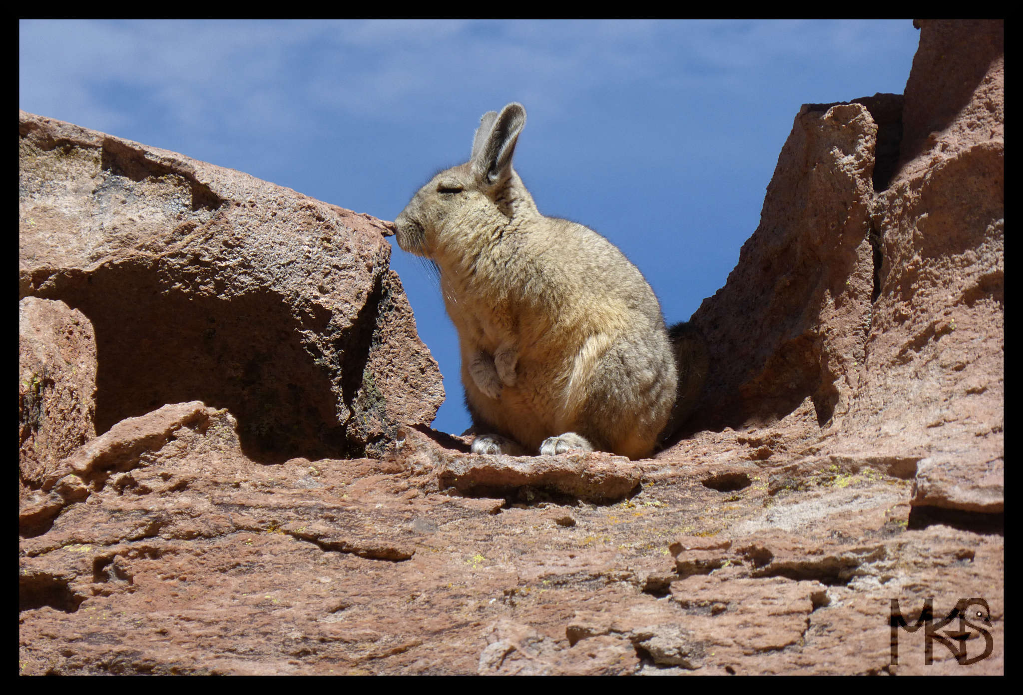Viscacha, Salar de Uyuni, Bolivia
