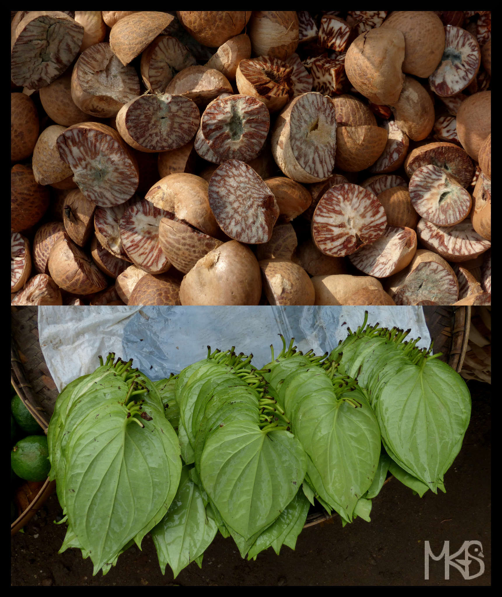 "Betel", Myanmar (Burma)