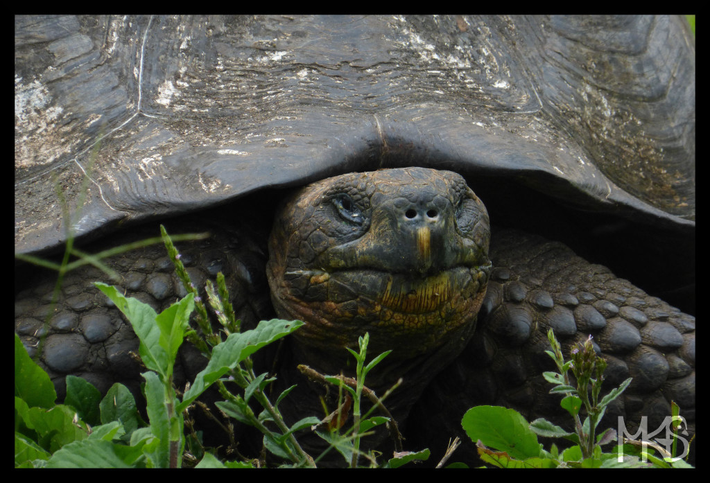 Galapagos Islands - Tortoise - Traveling Blog