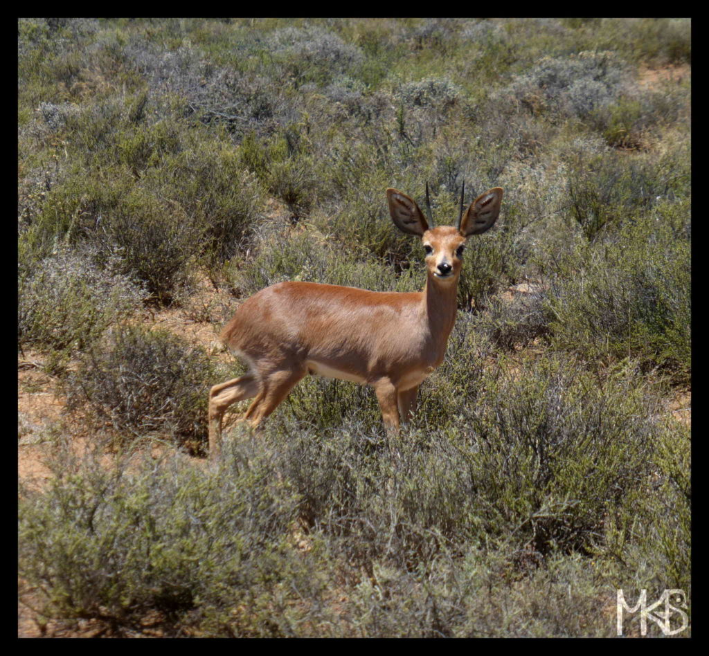 South Africa Dutch Colonization Traveling Rockhopper
