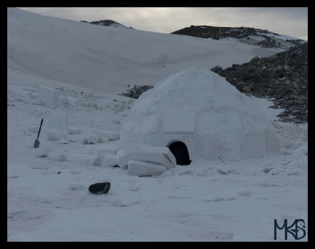 Greenland Prices Traveling Rockhopper